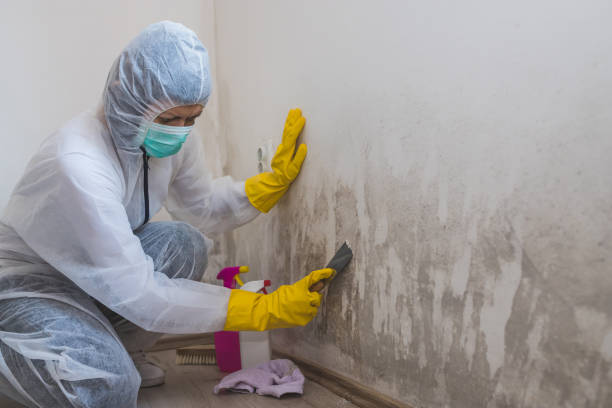 Best White Mold Remediation in Luray, VA