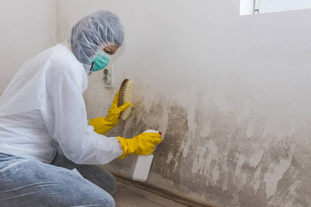 Best Residential Mold Remediation in Luray, VA