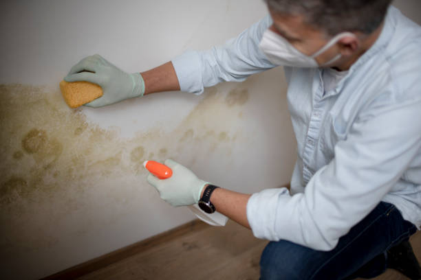 Best DIY Mold Remediation Support Services in Luray, VA