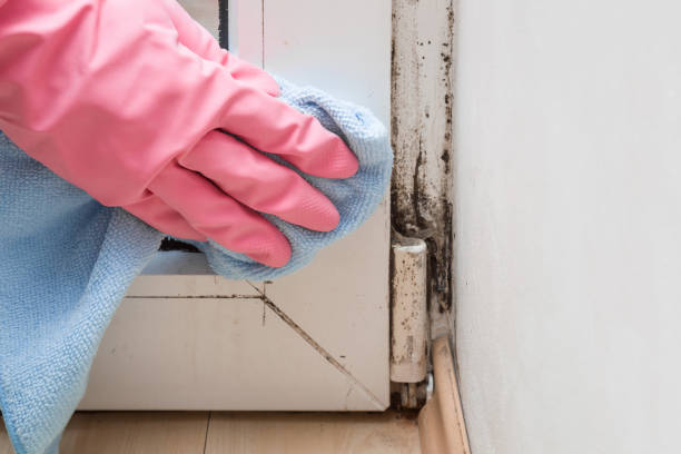 Trusted Luray, VA Mold Remediation Experts