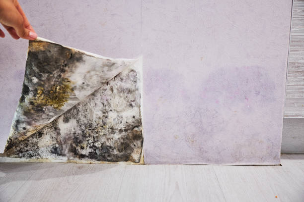 Best Residential Mold Remediation in Luray, VA